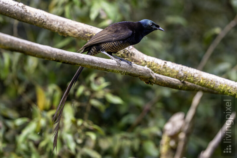Schmalschwanz-Paradieselster (Ribbon-tailed astrapia)