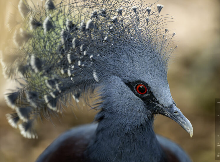 Fächertaube (Victoria crowned pigeon)
