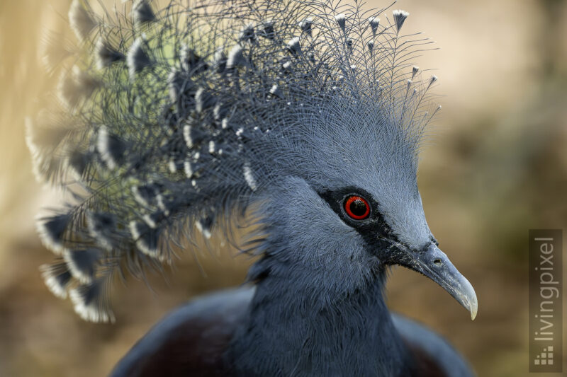 Fächertaube (Victoria crowned pigeon)