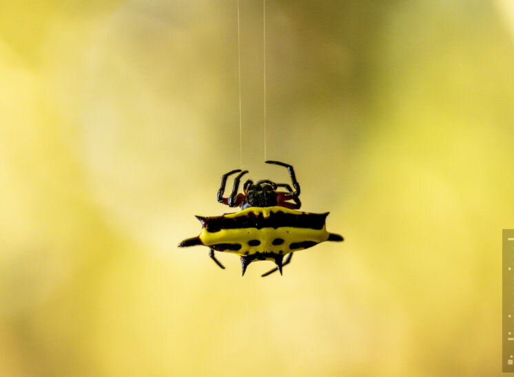 Stachelspinne (Gasteracantha cancriformis)