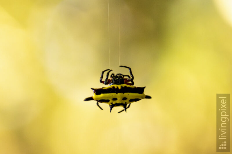 Stachelspinne (Gasteracantha cancriformis)
