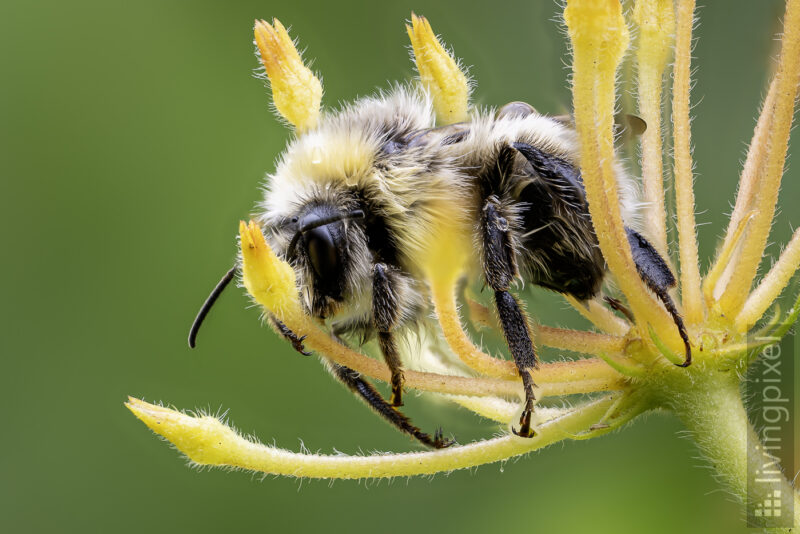 Hummel (Bumblebee)