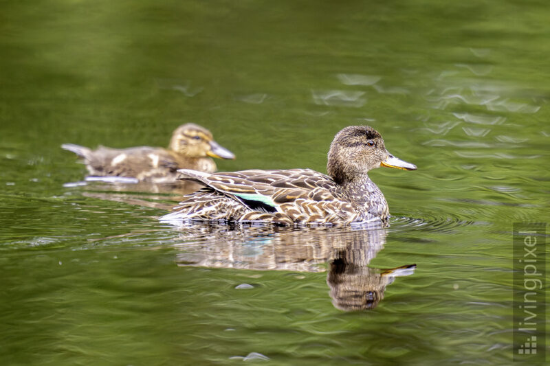Krickente (Eurasian teal)