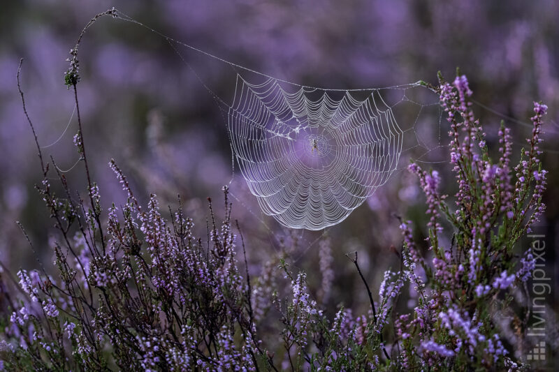 Spinnennetz