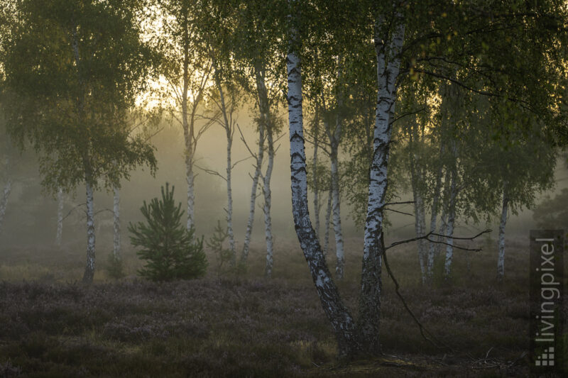 Sonnenaufgang in der Heide