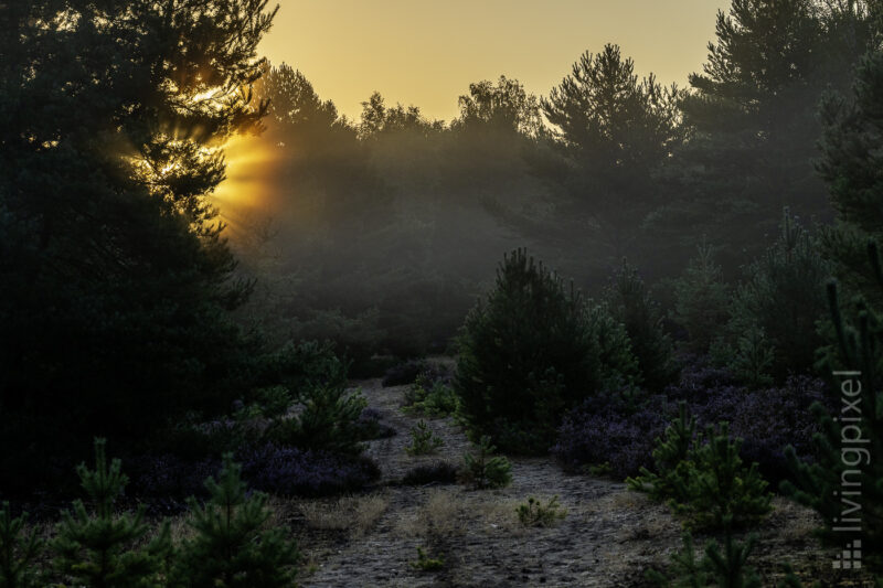 Sonnenaufgang in der Heide