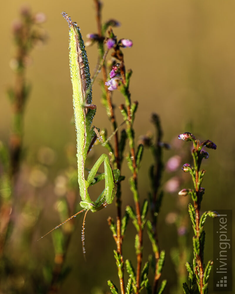 Europäische Gottesanbeterin (European mantis)